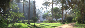 sekem_7_290.jpg